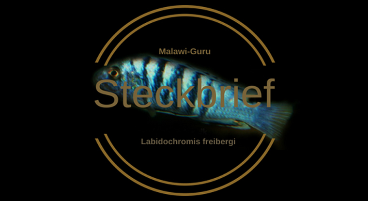 Labidochromis freibergi