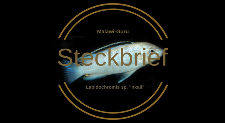 Labidochromis sp. 'nkali'