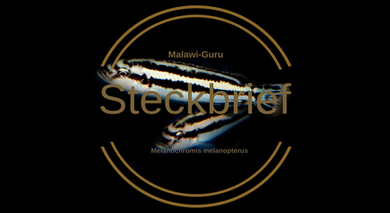 Melanochromis melanopterus Verzeichnis Mbuna • MalawiGuru