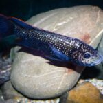 Oreochromis shiranus shiranus