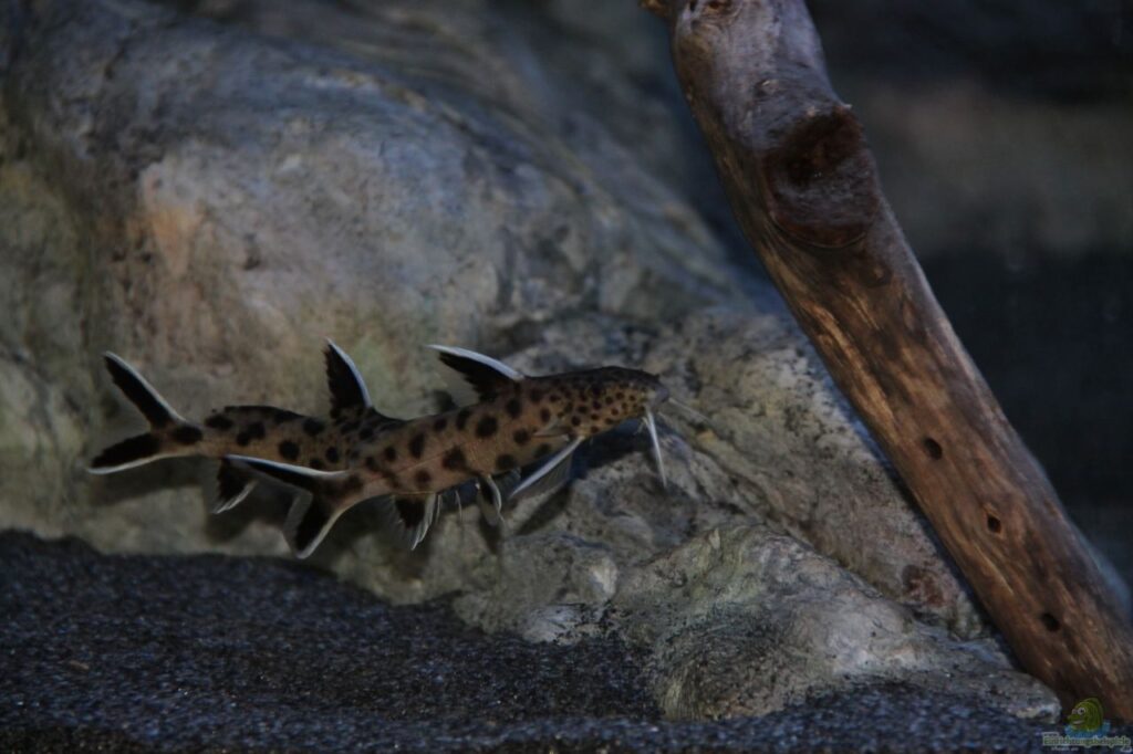 Synodontis Arten Beiträge und Hinweise • MalawiGuru