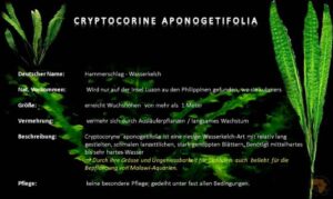 Cryptocoryne aponogetifolia