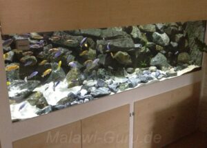 1368 Liter Mbuna Aquarium