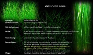 Vallisneria nana
