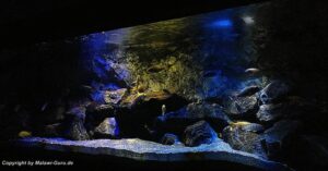 Aquarium mit Mbuna 540 Liter