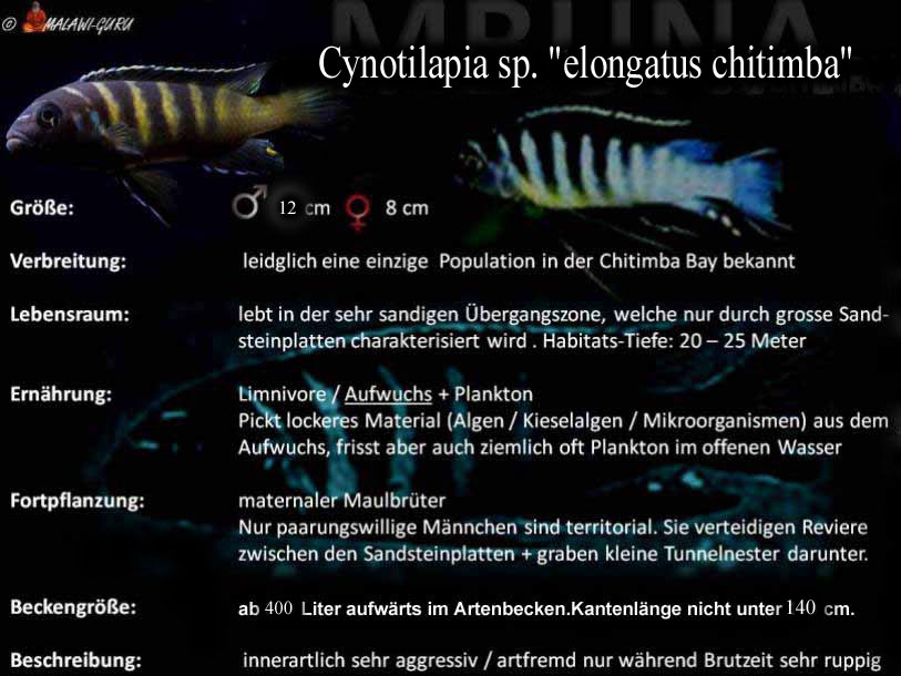 Cynotilapia sp. 'elongatus chitimba'