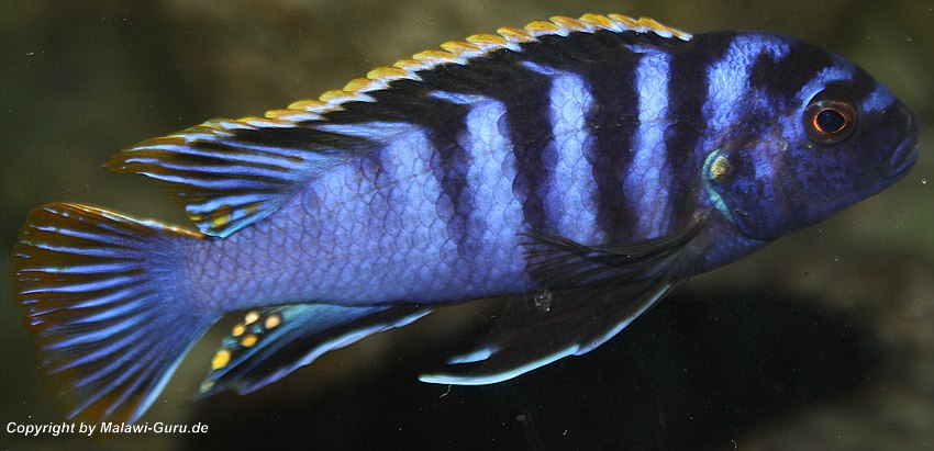 Labidochromis sp. 'mbamba'