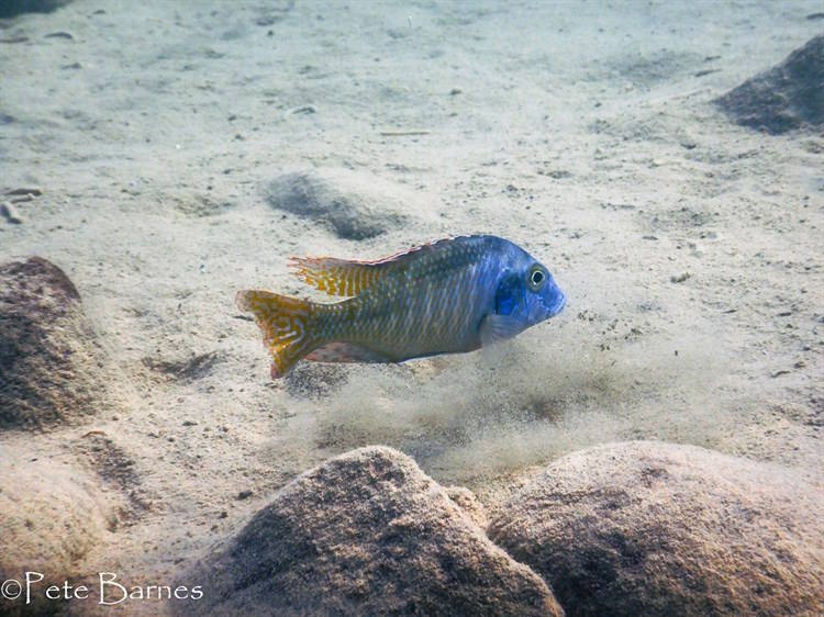 Lethrinops leptodon Buntbarsch Verzeichnis • MalawiGuru