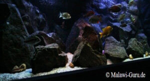 700 Liter Aquarium mit Nonmbuna Arten