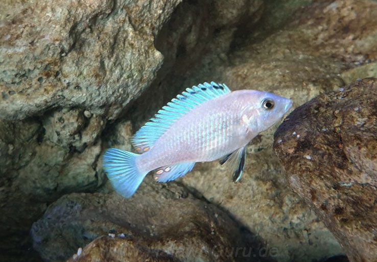 Labidochromis caeruleus 'Thumbi Reef'