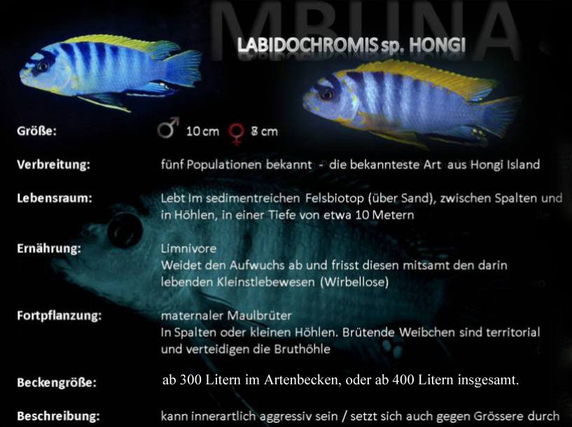 Labidochromis sp. 'Hongi'