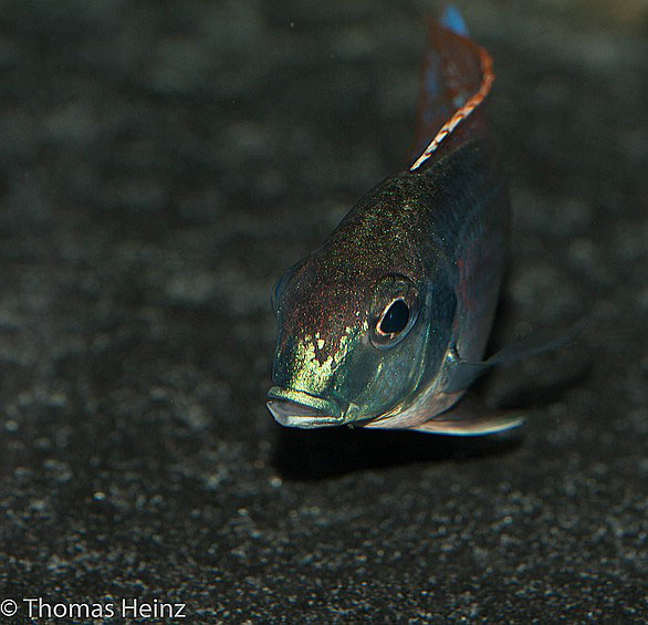Lethrinops Buntbarsch Verzeichnis MalawiGuru