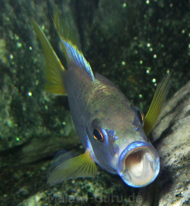 Pseudotropheus Buntbarsch Verzeichnis MalawiGuru
