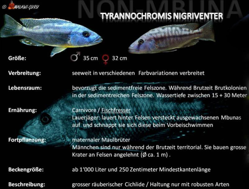Tyrannochromis nigriventer