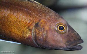 Erfahrung zu Melanochromis melanonopterus