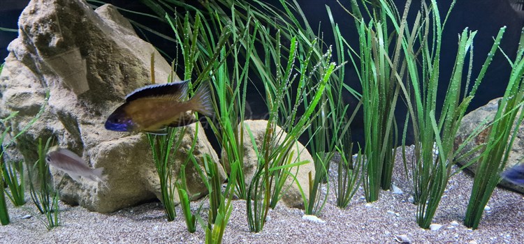 Knstliche Pflanzen Malawisee Aquarien  Malawi-Guru