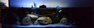 1200 Liter Nonmbuna Aquarium