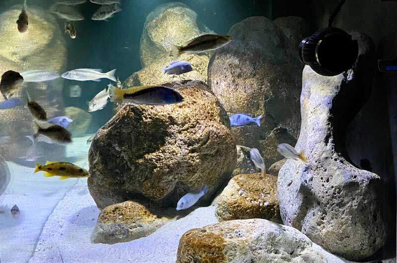 1456 Liter-Nonmbuna Aquarium
