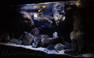 450 Liter Mbuna Aquarium