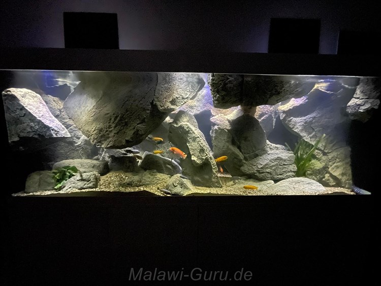 Mbuna Aquarium 700 Liter