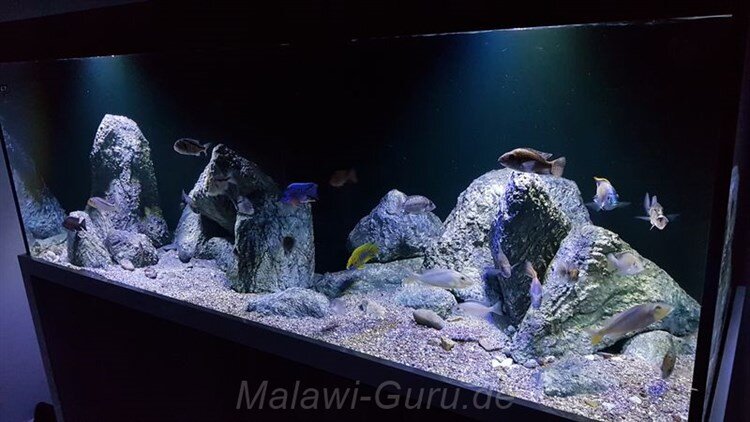 980 Liter Nonmbuna Aquarium