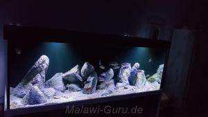 980 Liter Nonmbuna Aquarium