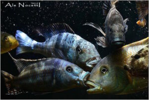 Barsche vs. Buntbarsche