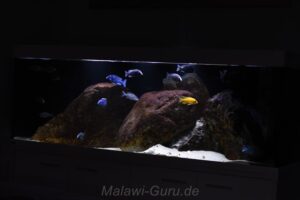 650 Liter Malawisee Nonmbuna Aquarium