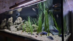 1056‑Liter-Aquarium 1056 Liter Malawisee Becken