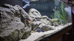 1056 Liter Malawisee Becken
