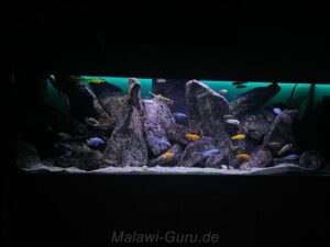 720 Liter Mbuna Aquarium