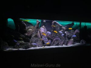 720 Liter Mbuna Aquarium