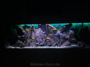 720 Liter Mbuna Aquarium