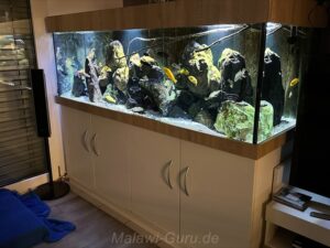 648 Liter Mbuna Malawi Becken