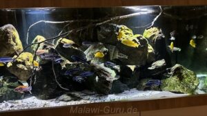 648 Liter Mbuna Malawi Becken