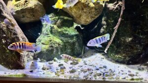 648 Liter Mbuna Malawi Becken