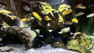 648 Liter Mbuna Malawi Becken
