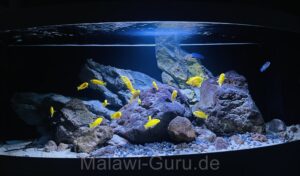 450 Liter Becken Mix Malawisee