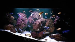 648 Liter Mbuna Malawi Becken