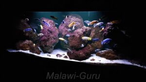 648 Liter Mbuna Malawi Becken
