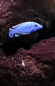 648 Liter Mbuna Malawi Becken