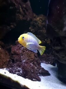 648 Liter Mbuna Malawi Becken