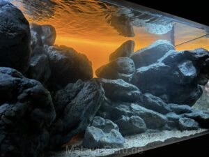 Mbuna Aquarium mit 450 Litern