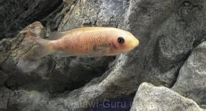 Mbuna Aquarium mit 450 Litern