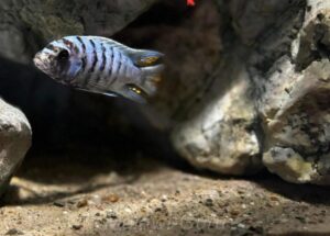 Mbuna Aquarium mit 450 Litern