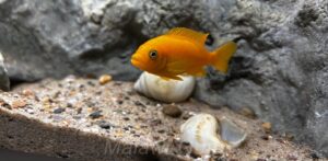Mbuna Aquarium mit 450 Litern