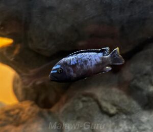 Mbuna Aquarium mit 450 Litern