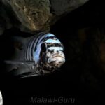 Aggressionslisten Mbuna