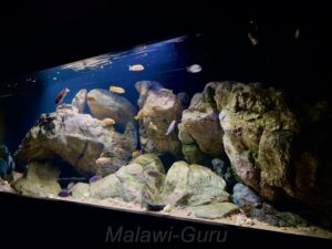 Power Mbuna Becken mit 648 Liter