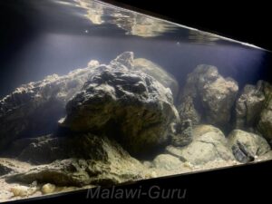 Power Mbuna Becken mit 648 Liter